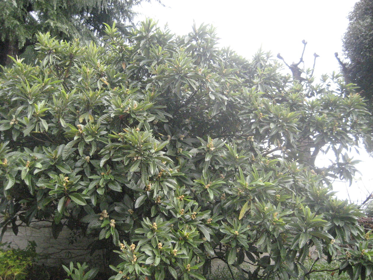 幾年を生きてあるのか枇杷の花