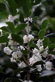 ɢ�ι��ˬ�ͤƸ�Τ��