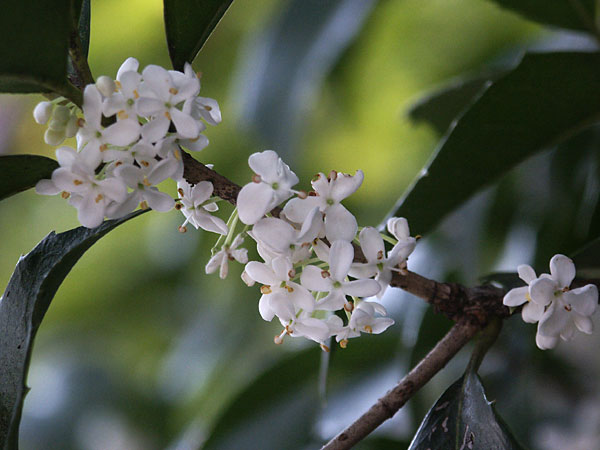 今年また柊の花に逢えしかな