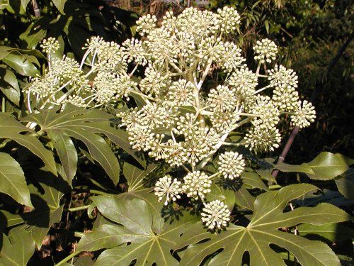 短か日を八つ手の花咲き暮れてゆく