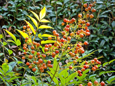 冬の日に何を憂ふか赤き実は