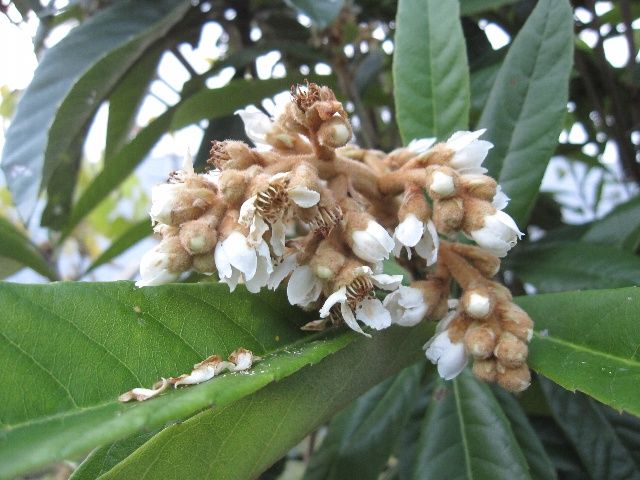 いつしかに枇杷の花咲く頃となり