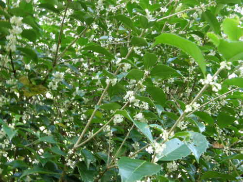 柊の香に誘われて一回り