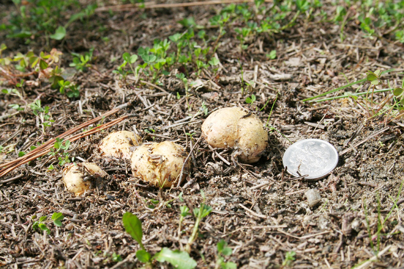 松露 自然と環境に想うこと