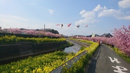 河津桜2017・3・