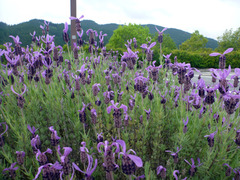 2013フレンチラべ