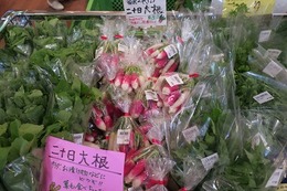 二十日大根