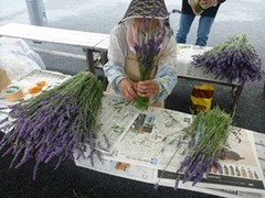 20140706ラベンダー