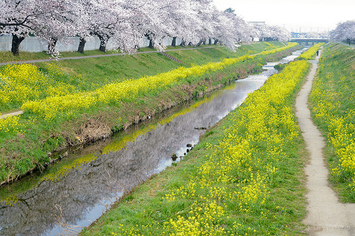 愛知県の道の駅info 佐奈川堤の桜