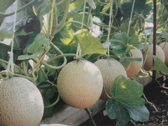 メロン狩り