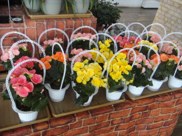 愛知県の道の駅info 渥美半島 田原市 の鉢花を販売 あかばねロコステーション