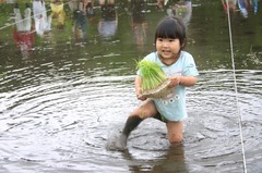 がんばって植えるぞ