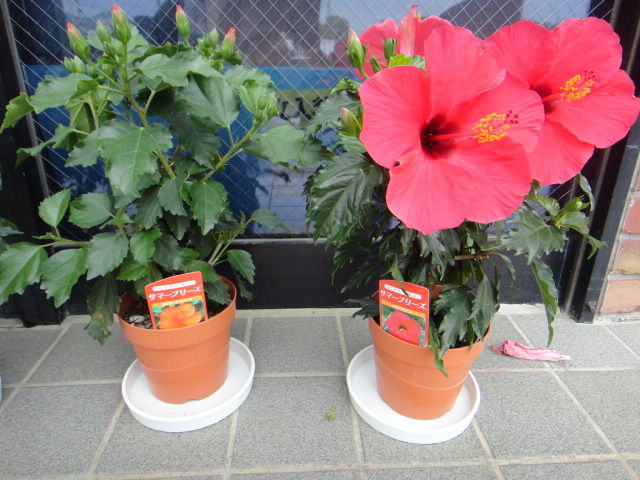 愛知県の道の駅info 渥美半島の花と鉢花