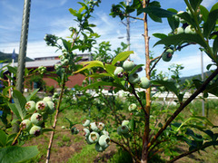 130617ブルーベリー