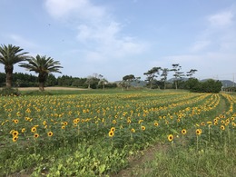 菜の花ガーデン7月２４日②