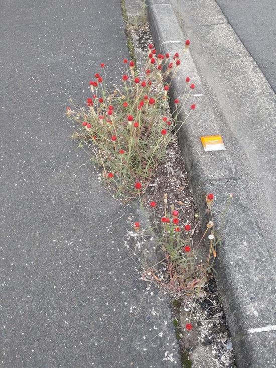 s_2025-10-20DSC_0491