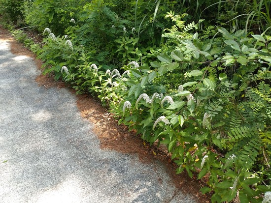 s_2025-06-27DSC_9843