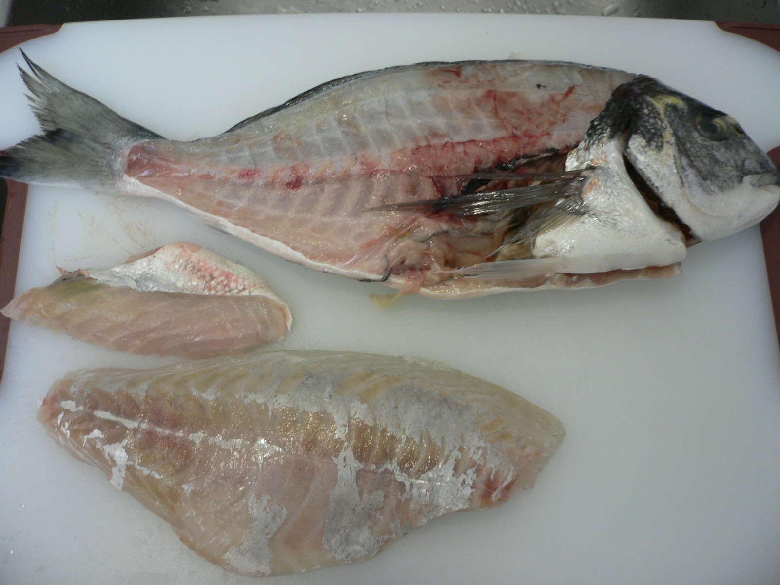 お刺身 焼き魚定食 柴犬と赤ちゃんとサンディエゴ