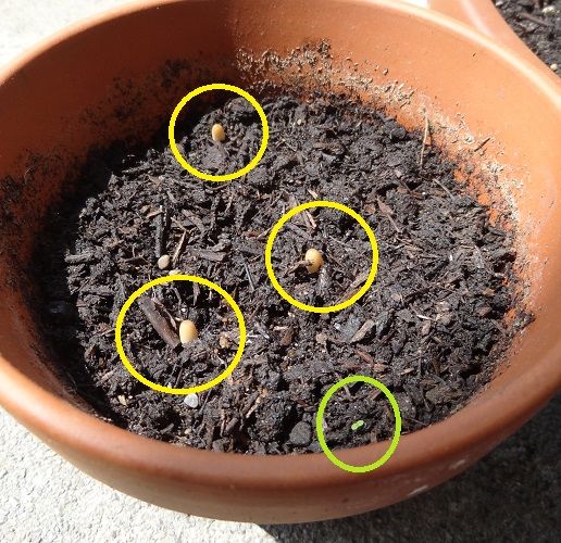 きのこが 再びスイス 旧ローザンヌでの日常生活