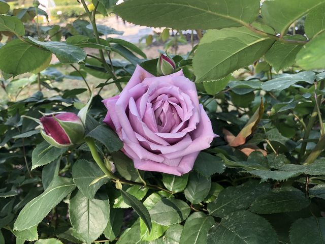 賛美歌に隠れた秘話 慈しみ深き友なるイエスは から 心の風景 愛の聖書 福音と癒やしと日常から ミカエル小栗