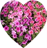 心の花