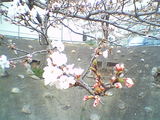 桜96