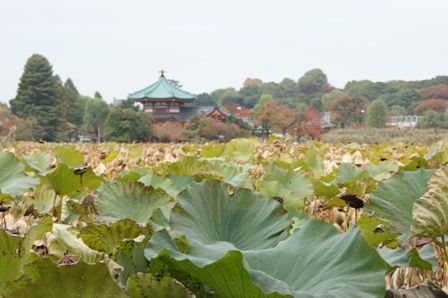 ueno-shinobazunoike 101