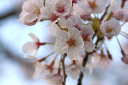桜の花ウェブ 141