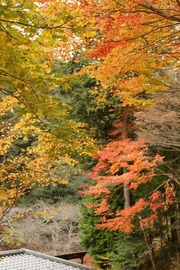 2010 aki -高雄の紅葉240