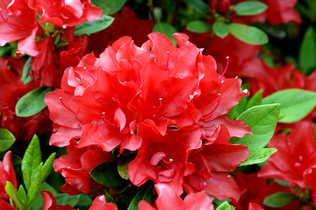 春の花 017