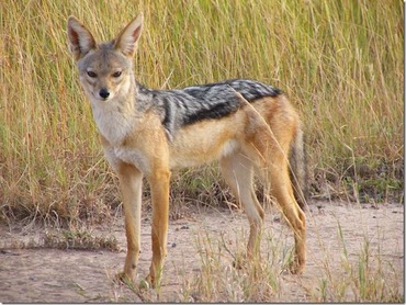 Jackal-facts-and-images-05