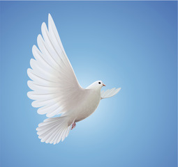 LIFE-SYMBOLS-dove