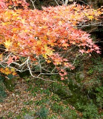 天滝の紅葉