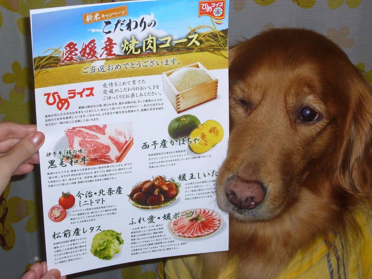 ひめライス新米キャンペーンの懸賞が当たりました みっきー会長 みにー営業部長の たかみつ治療院 監督日記 ひめライス新米キャンペーンの懸賞が当たりました みっきー会長 みにー営業部長の たかみつ治療院 監督日記