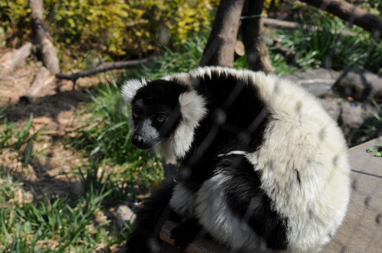 上野動物園 白黒 テナガザル Strawberry Fields 上野動物園 白黒 テナガザル Strawberry Fields