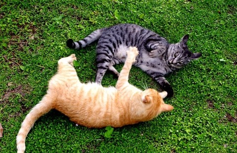 ねこ けんか