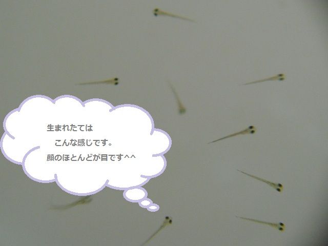 稚魚 インドアな我ペット 稚魚 インドアな我ペット