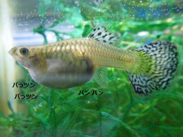 グッピーママ おなかが風船 インドアな我ペット