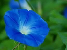 石原詢子 利休あさがお 侘びというには 残酷すぎて 花をうたう 8月virtual書き下ろ詞 いつも心に詞 うた を置いて あの歌手あのartistに Virtual書き下ろ詞 石原詢子 利休あさがお 侘びというには 残酷すぎて 花をうたう 8月virtual書き下ろ詞 いつも心に詞 うた を置いて あの歌手あのartistに Virtual書き下ろ詞