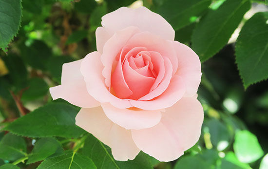 いつも心に詞(うた)を置いて💛見る詞(うた)読む詞(うた)唄う詞(うた)🎤 2450篇超の〈Virtual書き下ろ詞〉 あの歌手あのartistにnew!Virtual書き下ろ詞