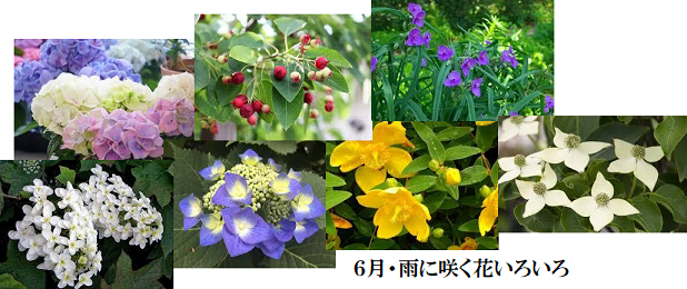 井上由美子 ほろろ雨 ぬれて鳥さえ さびしかろ 特集 雨の6月 Virtual書き下ろ詞 いつも心に詞 うた を置いて あの歌手 あのartistに Virtual書き下ろ詞