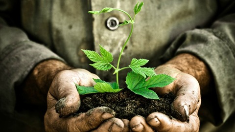 plant_soil_hands