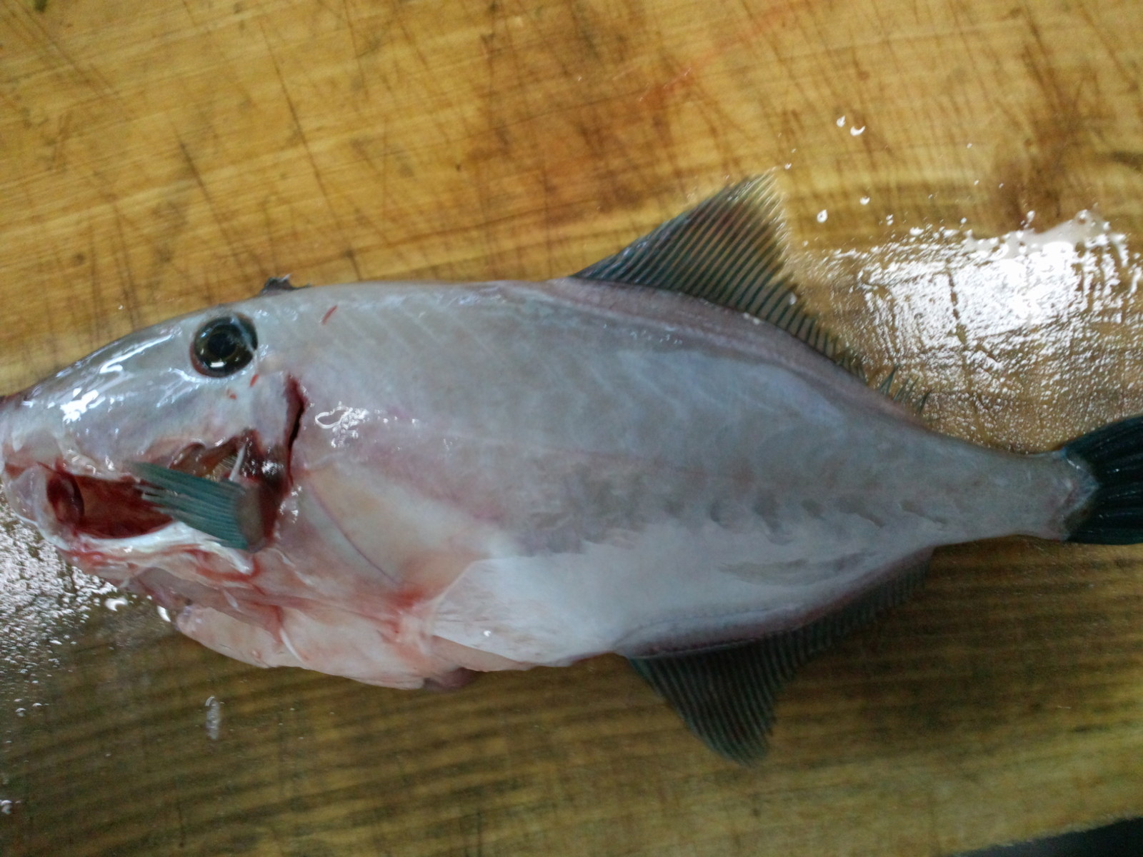 カワハギの不思議 ある魚屋のつぶやき Let The Good Times Roll カワハギの不思議 ある魚屋のつぶやき Let The Good Times Roll