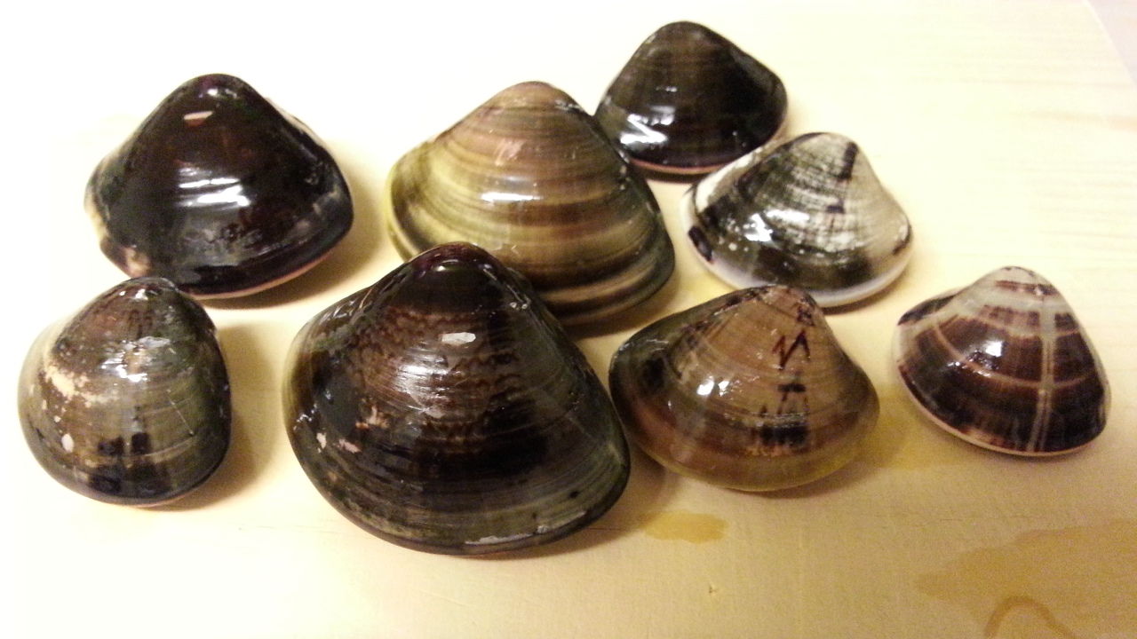 潮干狩りぃ ｉｎキュララナ海岸 ひーくんと４月の雪