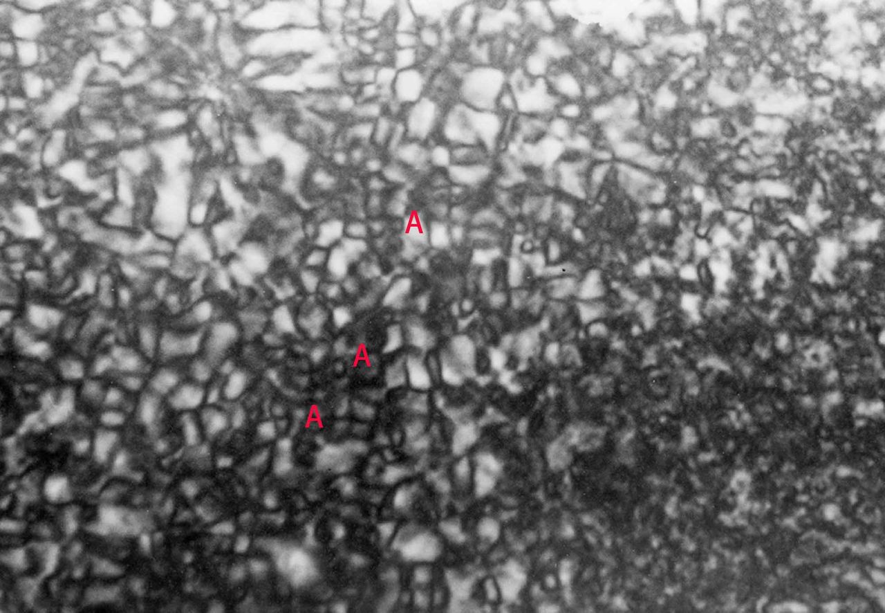 [1411] ﾋﾄﾞﾛｷｼﾌﾟﾛﾋﾟﾙｾﾙﾛｰｽ水系ｺﾚｽﾃﾘｯｸ液晶より形成される固体の構造 (3) 偏光顕微鏡写真 高分子ミクロの世界