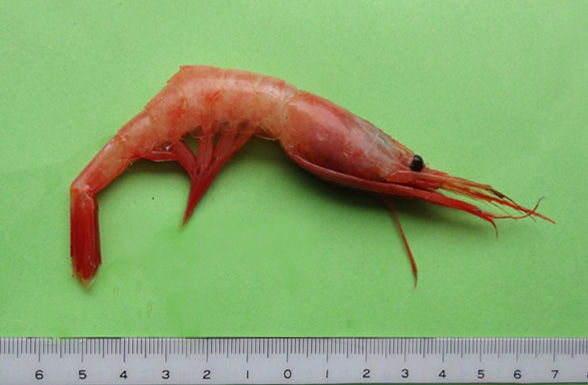 [#1155] ホッコクアカエビの甲殻の構造（1） はじめに －NEW！－ : 高分子-ミクロの世界-