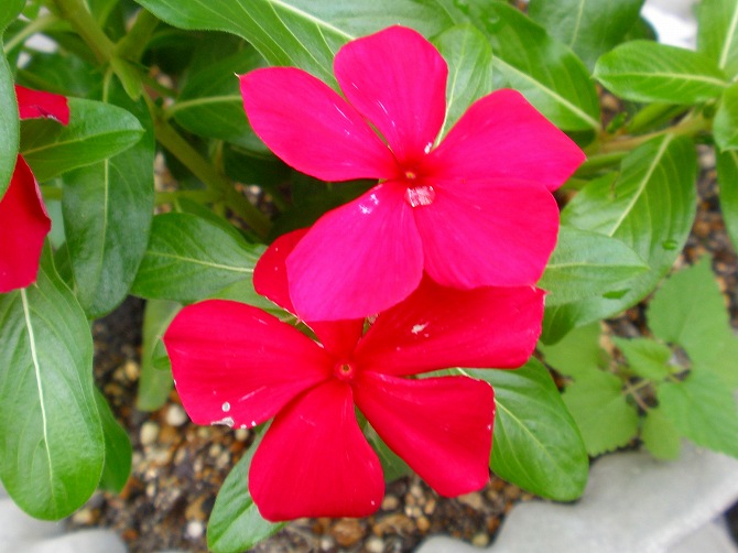 画像倉庫 Livedoor Blog ブログ