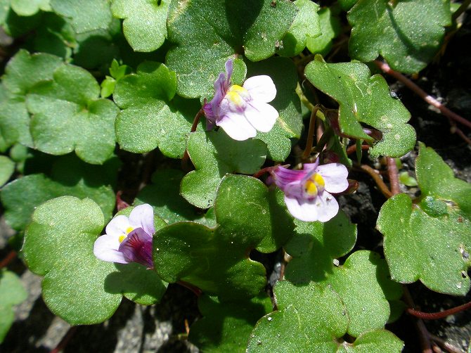 ツタバウンラン ウスベニヒゴスミレ コスミレ 他 りんどうのつぶやき
