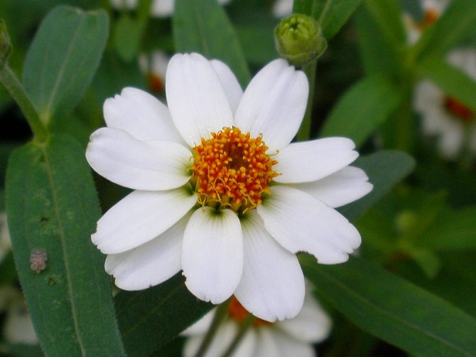 スタペリア ジニア リネアリス クフェア りんどうのつぶやき