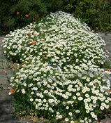 白い花たち
